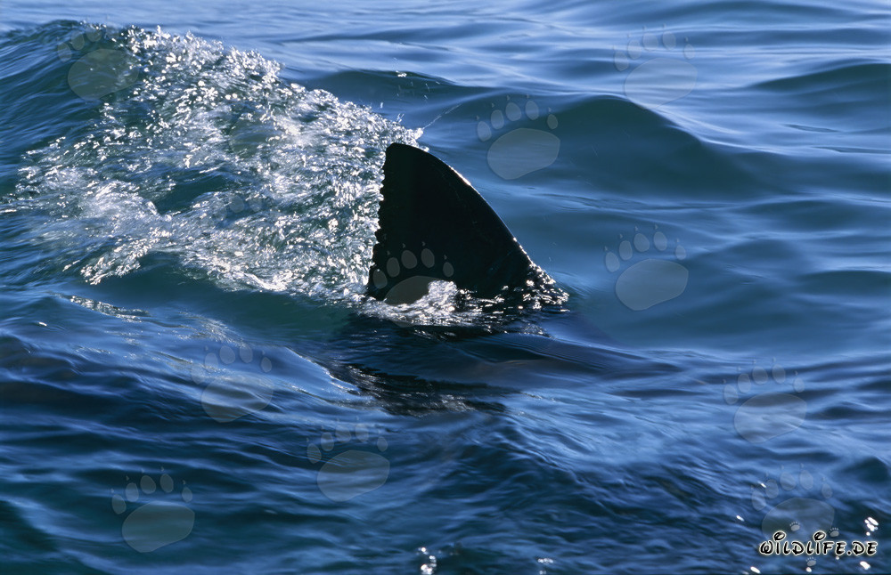 Aleta dorsal majestuosa del tiburón blanco: características únicas de identificación