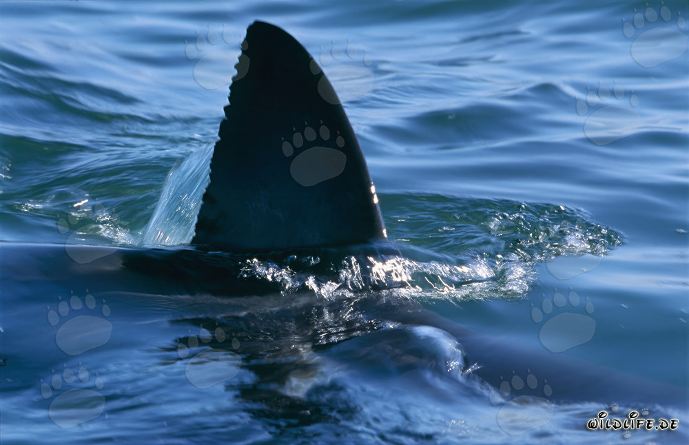 Aparición majestuosa: Aleta dorsal del tiburón blanco