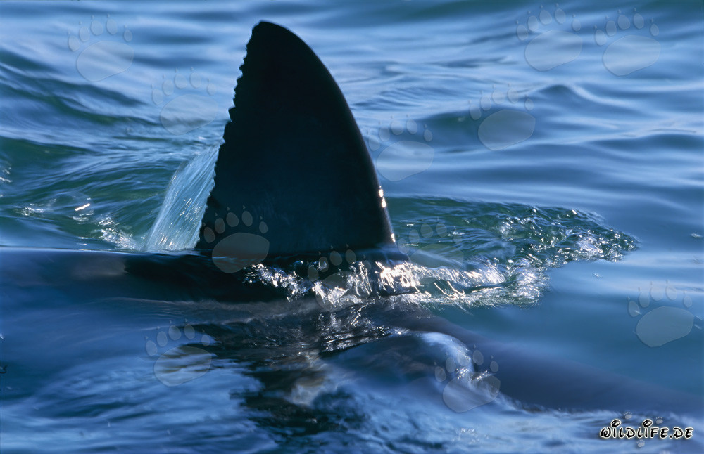 Majestic Sight: White Shark Dorsal Fin