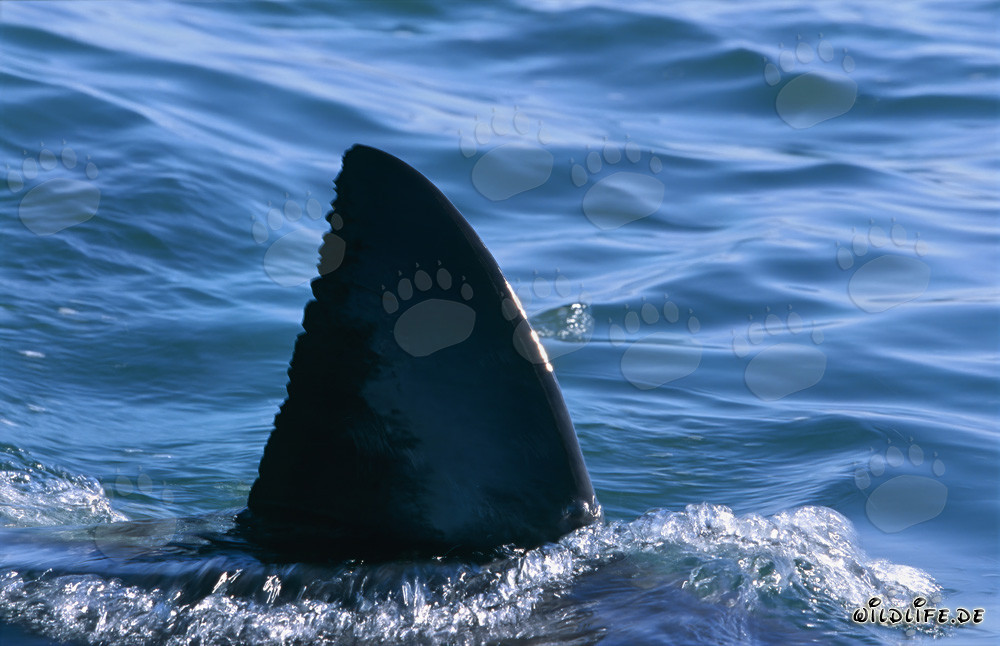 Impressionnante nageoire dorsale de grand requin blanc devant l'île aux Phoques au coucher du soleil