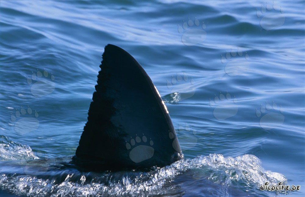 Impressive Dorsal Fin of the Great White Shark off Seal Island at Sunset