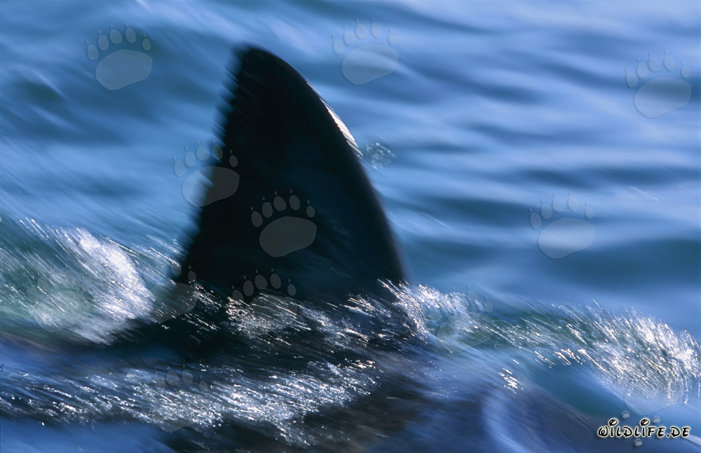 Característica distintiva única: la aleta dorsal del Gran Tiburón Blanco en la False Bay