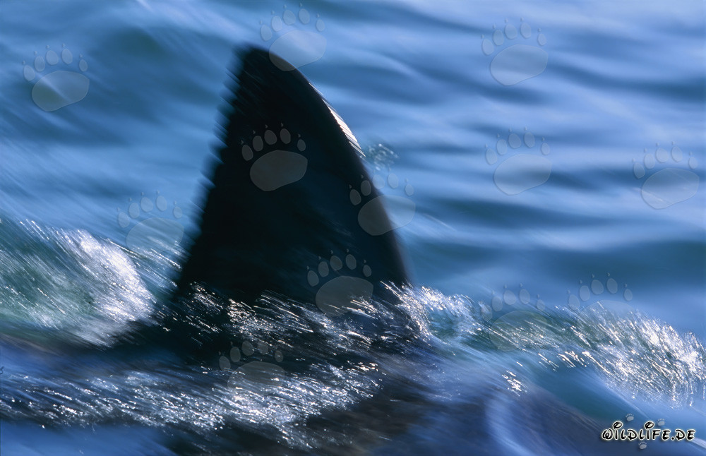 Unique feature: The dorsal fin of the Great White Shark in False Bay