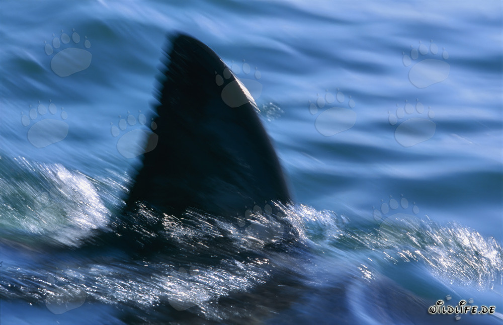 Einzigartiges Erkennungsmerkmal: Die Rückenflosse des Weißen Hais in der False Bay