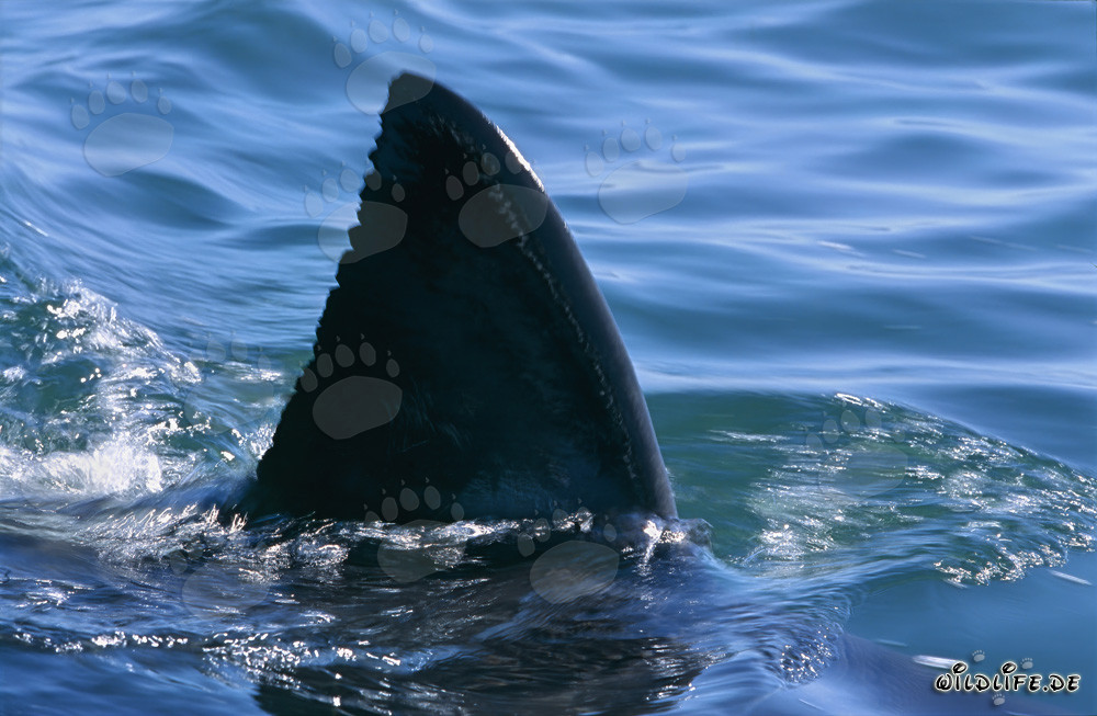 Fascinante: La distintiva aleta dorsal del Gran Tiburón Blanco
