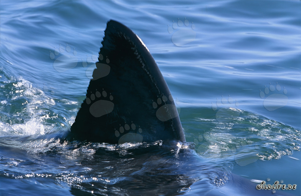 Fascinating: The distinctive dorsal fin of the great white shark