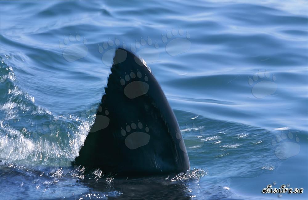 Nageoire dorsale unique d'un grand requin blanc dans la baie False