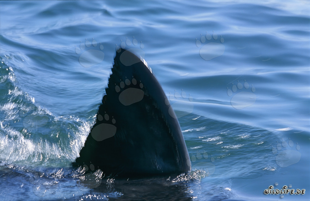 Aleta dorsal única de un tiburón blanco en la bahía False