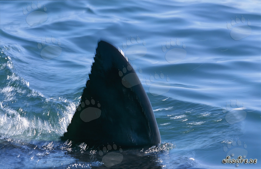 Einzigartige Rueckenflosse eines Weißen Hais in der False Bay