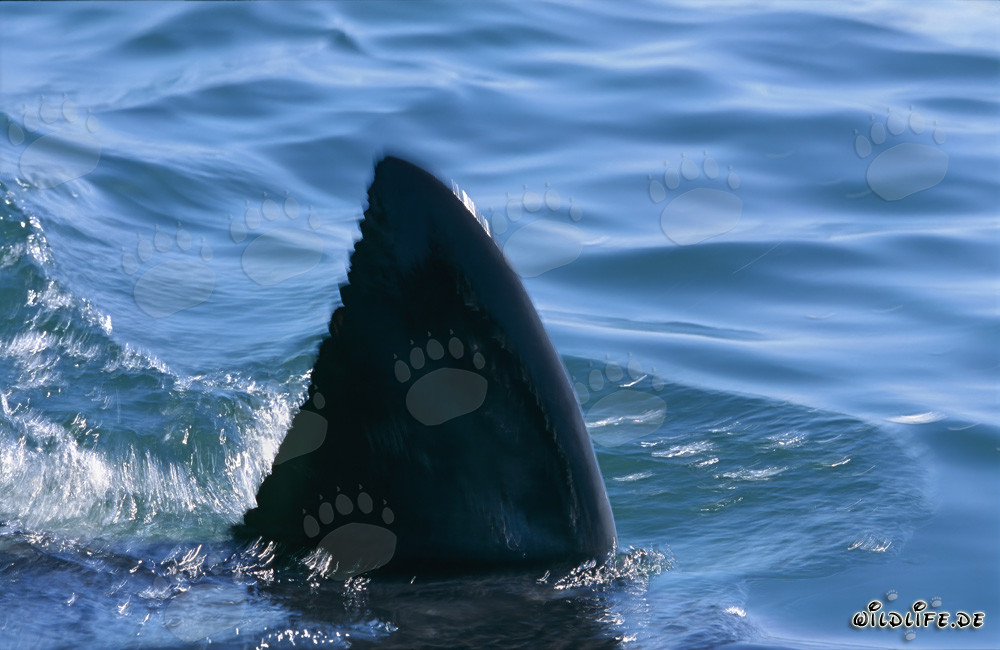 Unique dorsal fin of a white shark in False Bay