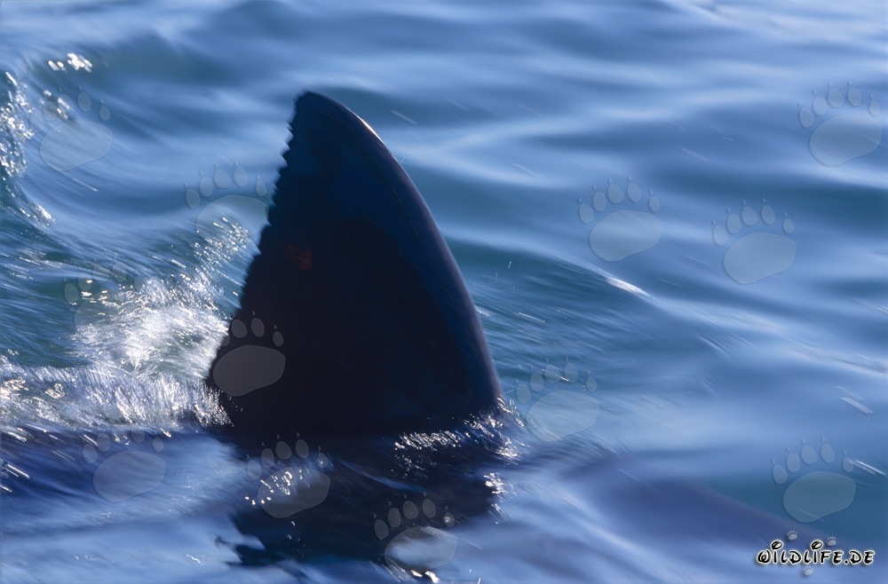 Impressive dorsal fin of a Great White Shark near Seal Island in South Africa