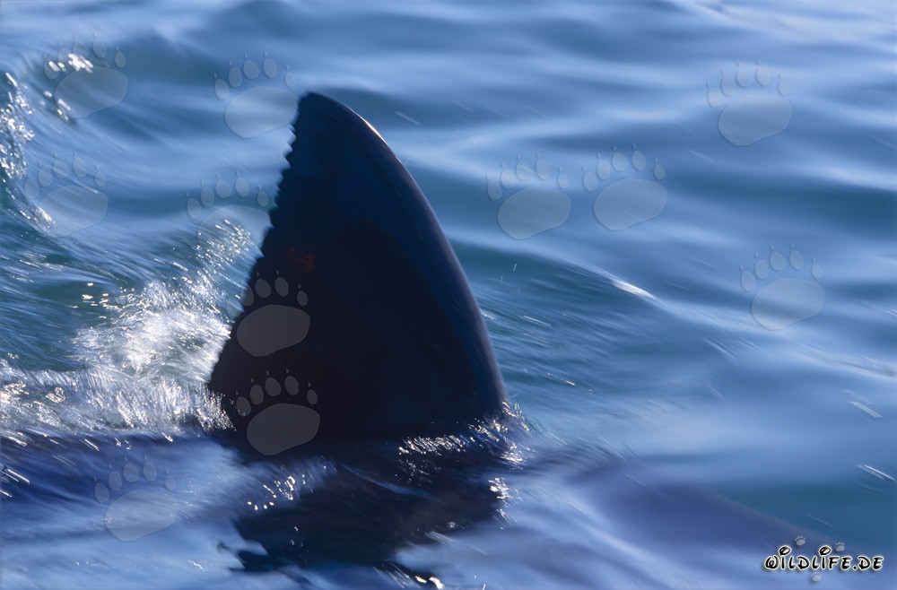 Eindrucksvolle Rückenflosse eines Weißen Hais nahe Seal Island in Südafrika