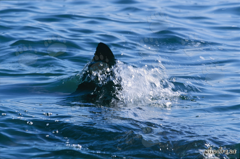 Aileron dorsal de Grand Requin Blanc dans la baie des Faux à Cape Town, Afrique du Sud