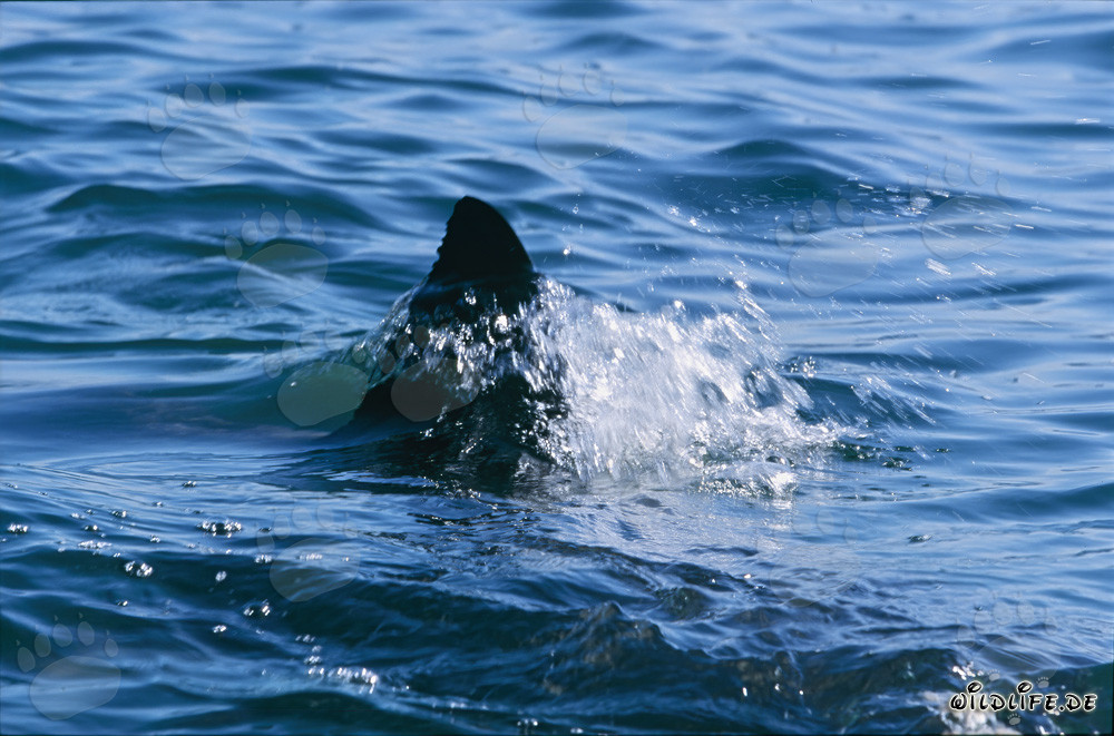 Great White Shark dorsal fin in False Bay near Cape Town, South Africa