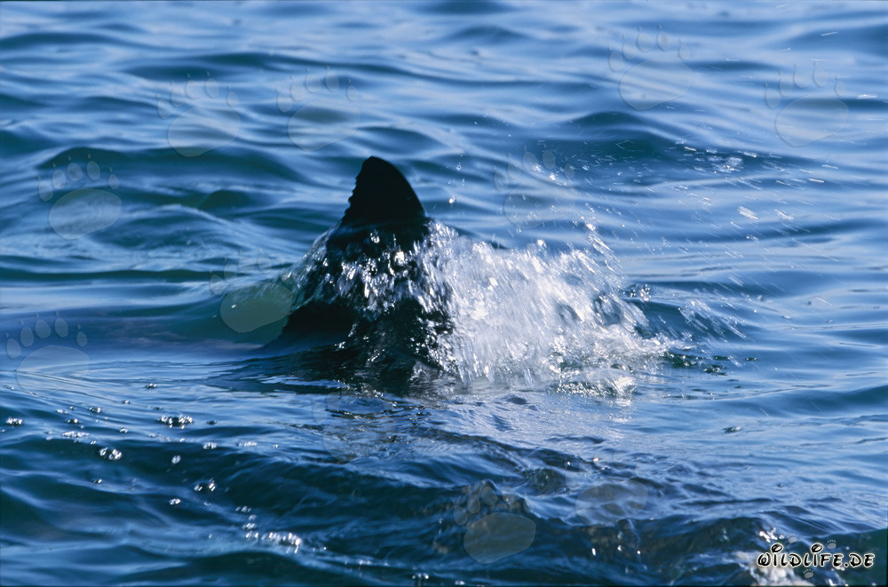 Aleta dorsal de Tiburón Blanco en la Bahía Falsa en Ciudad del Cabo, Sudáfrica