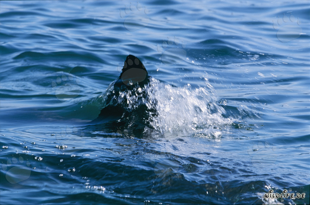 Weiße Hai Rueckenflosse in der False Bay bei Kapstadt, Südafrika