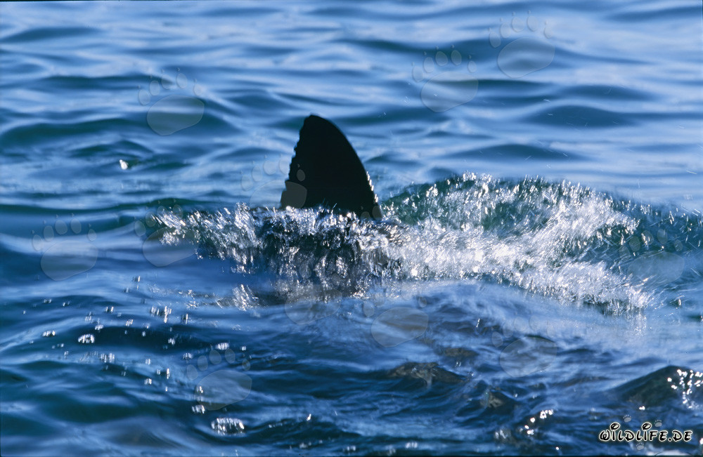 Impresionante aleta dorsal del Gran Tiburón Blanco en la bahía de False, Sudáfrica