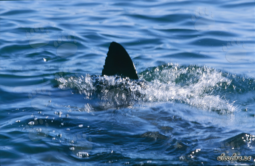 Impressive Dorsal Fin of the Great White Shark in False Bay, South Africa