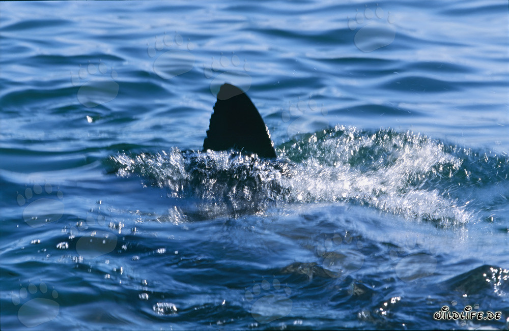 Imposante Rückenflosse des Weißen Hais in der False Bay, Südafrika