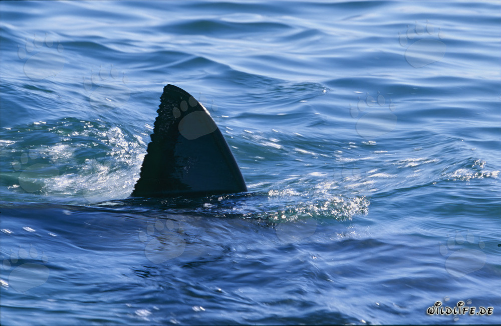 Aleta dorsal majestuosa de un gran tiburón blanco en la superficie del mar