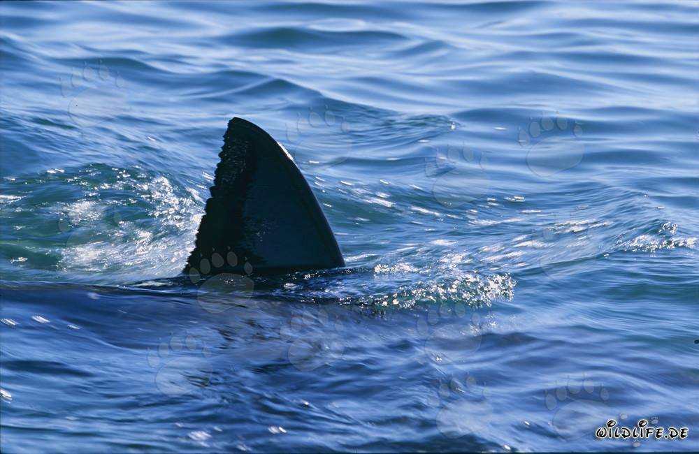 Finesse de la nageoire dorsale majestueuse d'un grand requin blanc à la surface de la mer