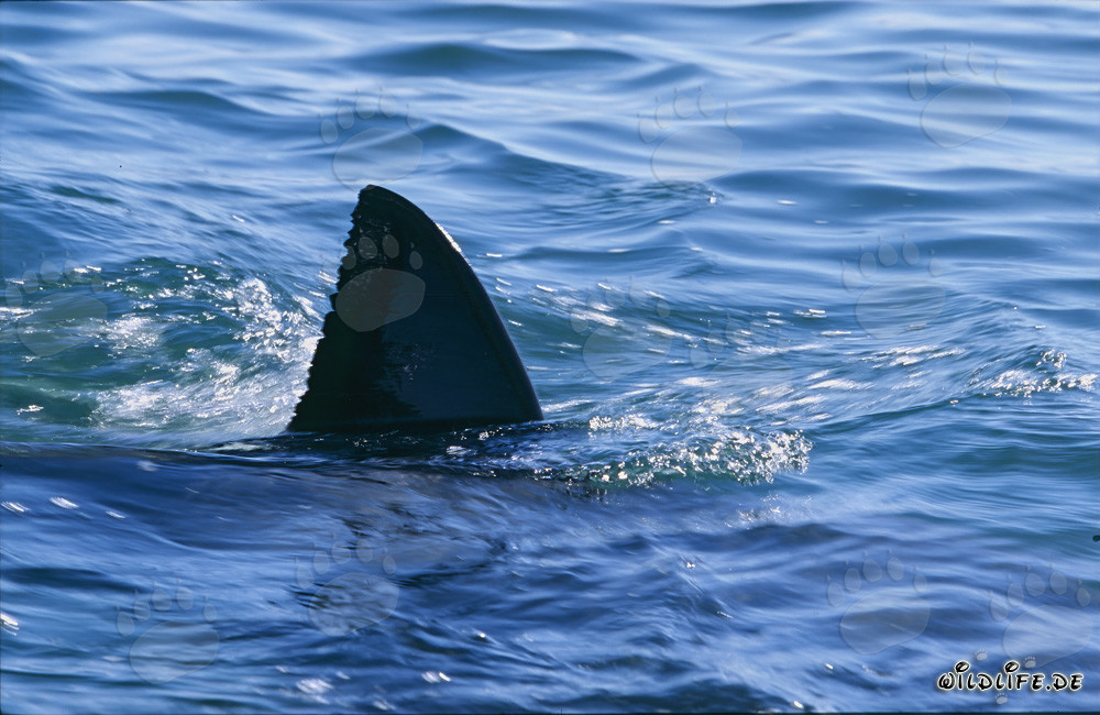 Majestic dorsal fin of a Great White Shark on the water surface