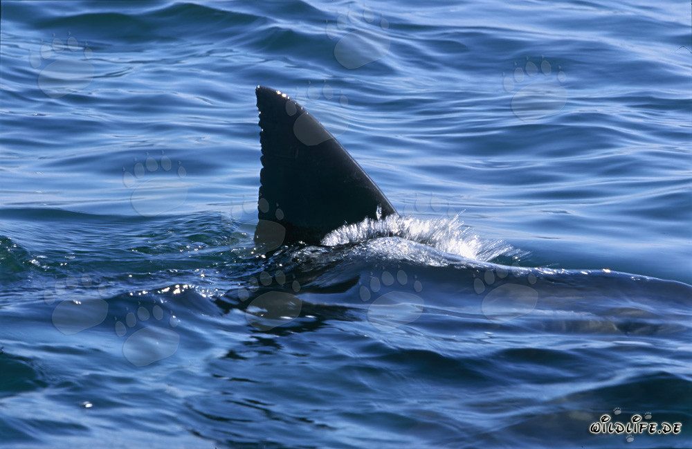 La nageoire dorsale unique du grand requin blanc dans la False Bay