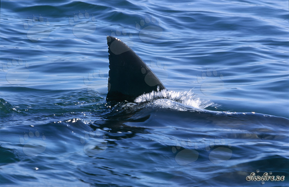 The unique dorsal fin of the great white shark in False Bay