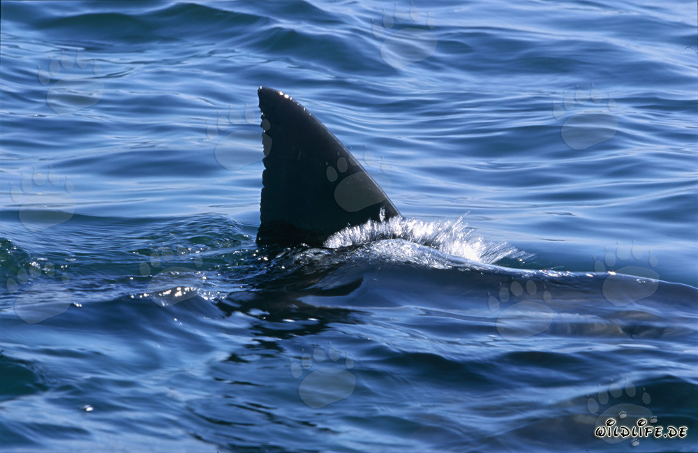 La singolare pinna dorsale dello squalo bianco nella False Bay