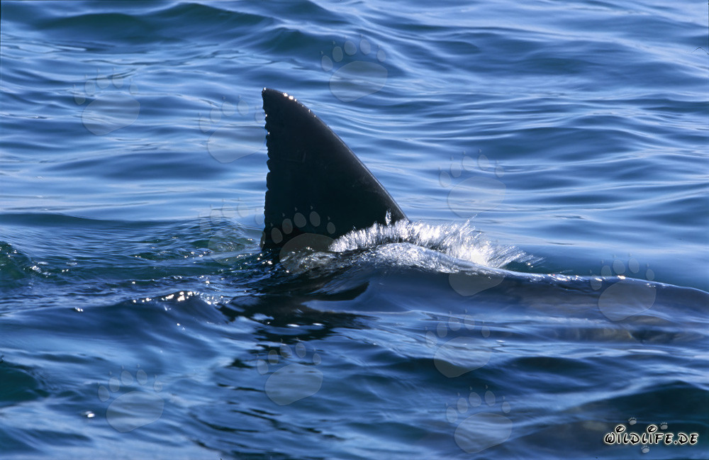 La única aleta dorsal del tiburón blanco en la False Bay
