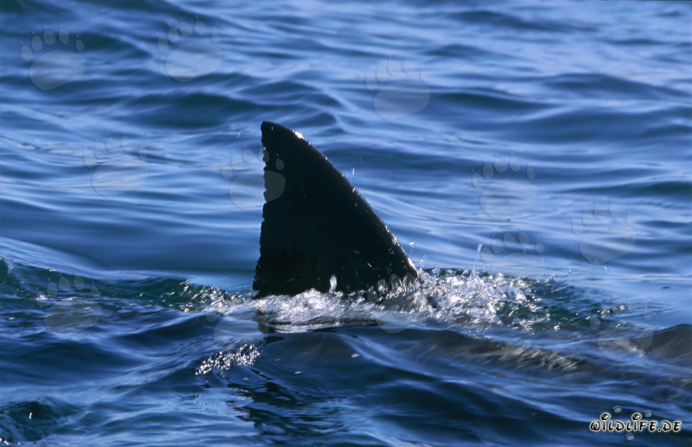 Impressive Great White Shark Fin near Seal Island
