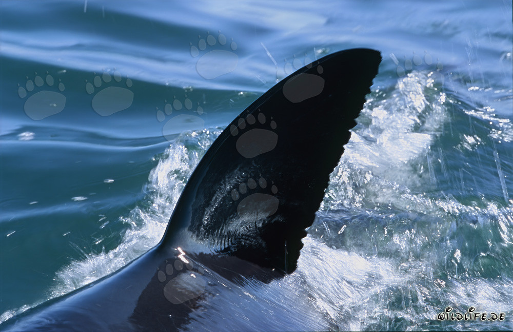 Maestoso squalo bianco con pinna dorsale distintiva nella False Bay