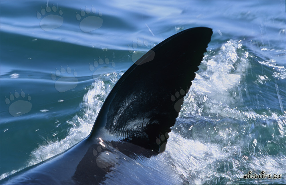Majestuoso tiburón blanco con aleta dorsal distintiva en la bahía False