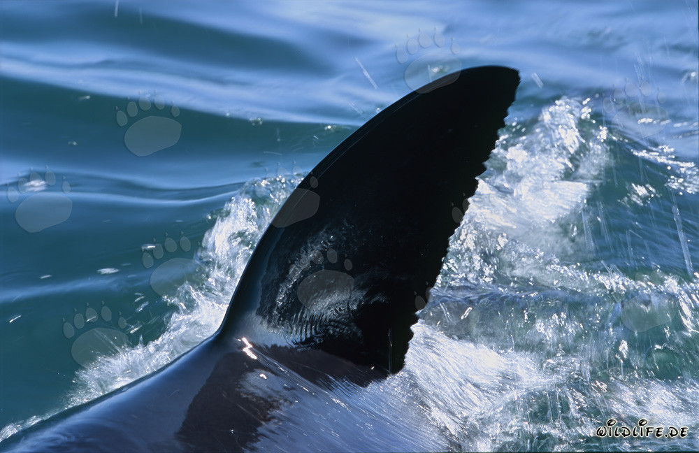 Majestic Great White Shark with distinctive dorsal fin in False Bay
