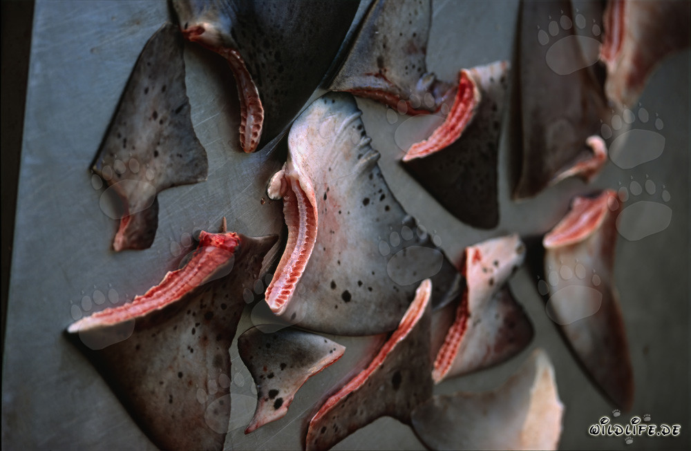Le Shark Finning - Une pratique cruelle menace les océans