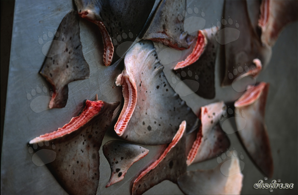 Lo Squalo Finning - Una pratica crudele minaccia gli oceani