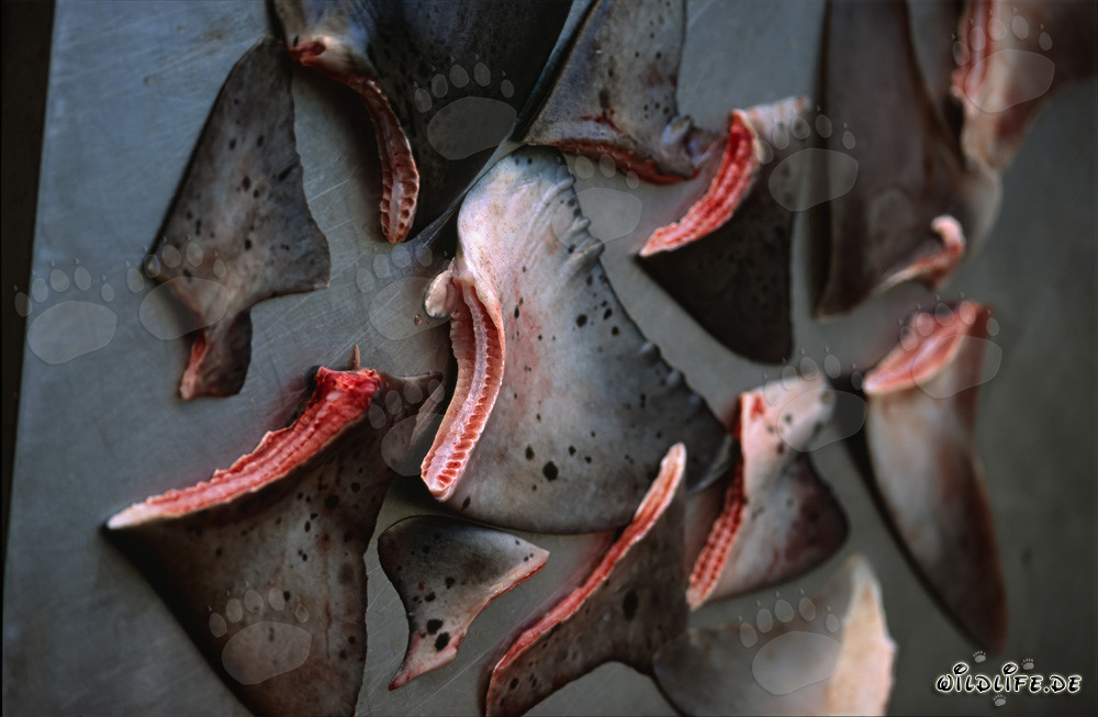 El Shark Finning - Una práctica cruel que amenaza a los océanos