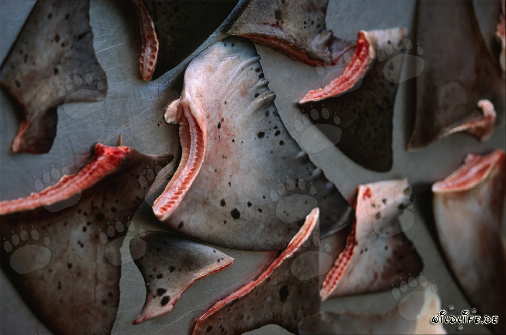 La coupe des ailerons de requin - Une pratique cruelle aux conséquences dévastatrices