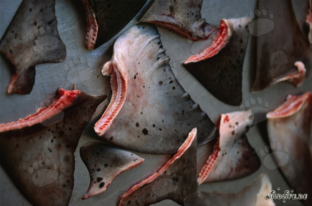 Shark Finning - Cruel Practice with Devastating Consequences