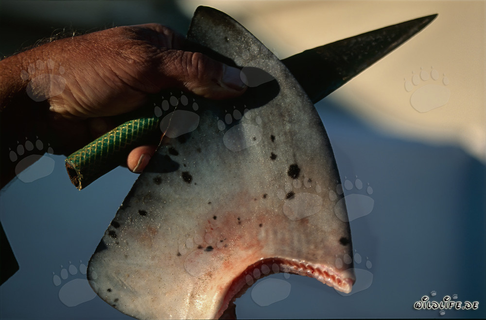 Corte de aletas de tiburón: comercio cruel con los habitantes del mar