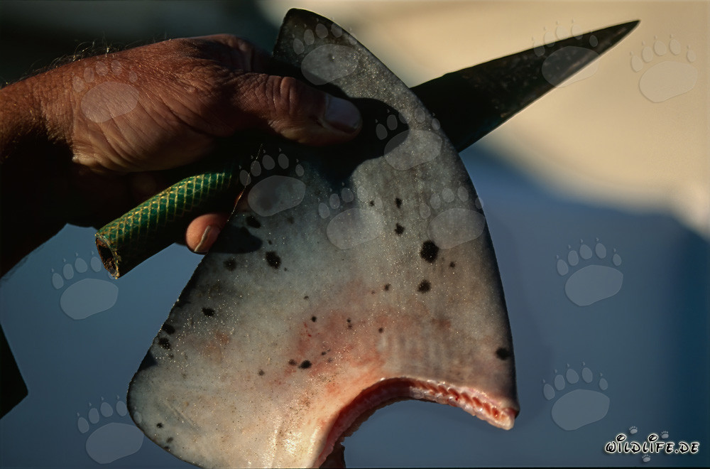 Couper les nageoires de requin : un commerce cruel avec les habitants des mers