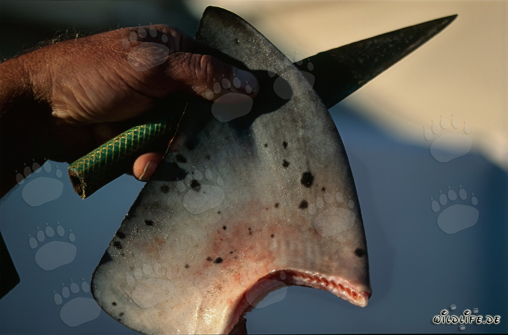 Shark Finning: Cruel Trade with Marine Creatures