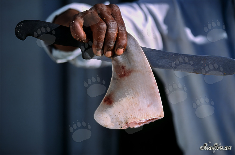 Commerce des ailerons de requin : exploitation des océans pour une délicatesse