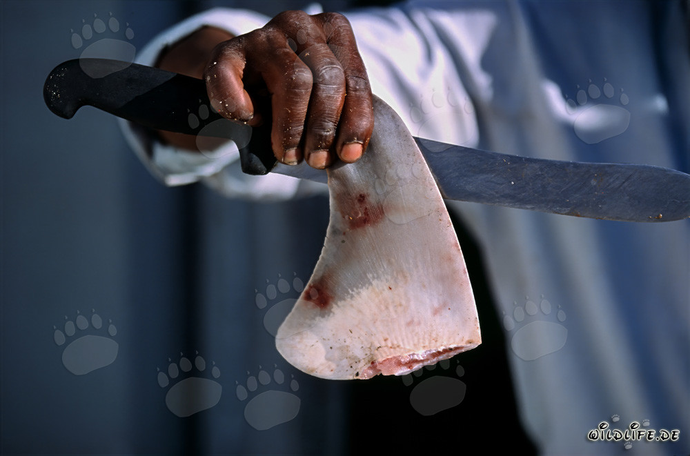 Shark Fin Trade: Exploitation of the Seas for a Delicacy