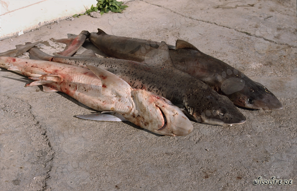 Comercio de aletas de tiburón y sus consecuencias dramáticas para los océanos