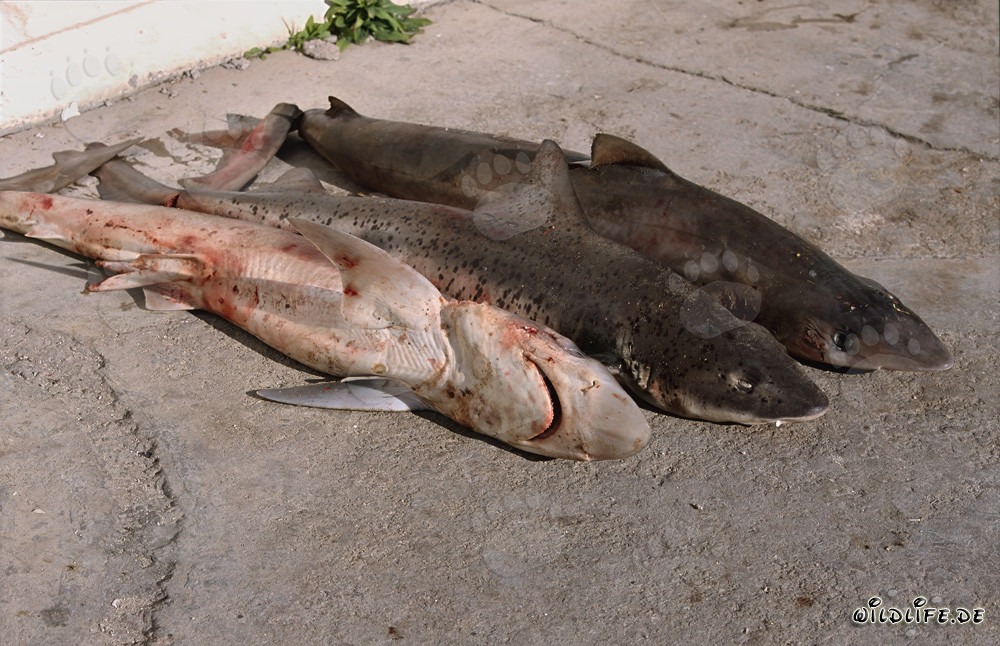Commerce de nageoires de requin et ses conséquences dramatiques pour les océans