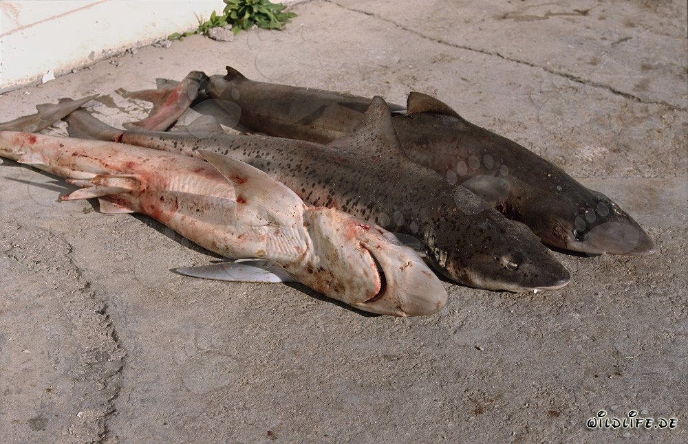 Shark Fin Trade and the Dramatic Consequences for the Oceans