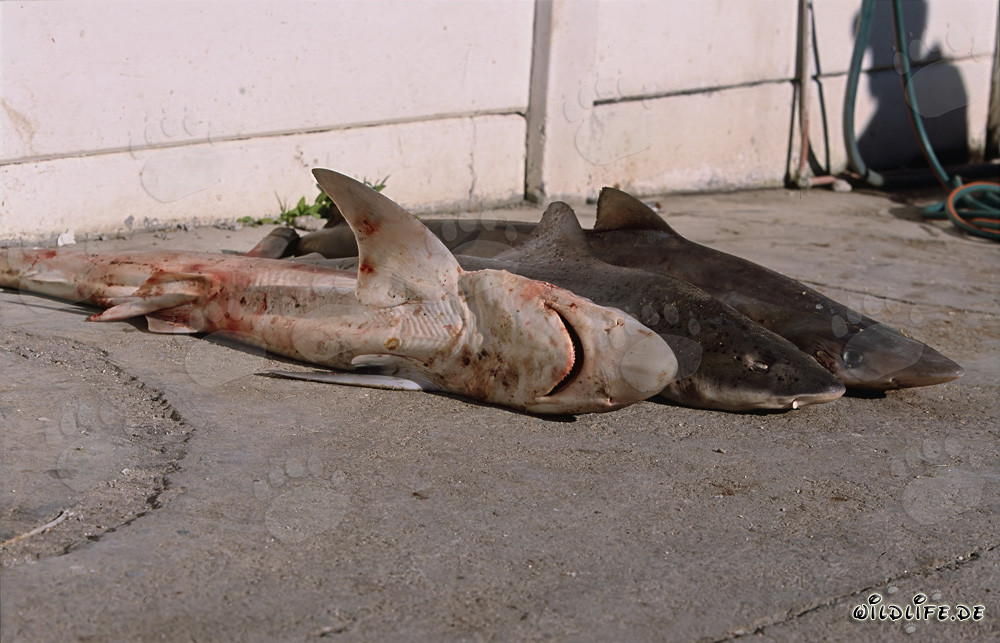 Hai Finning: Soupfinshark und Spotted Gully Sharks vor dem Finnen