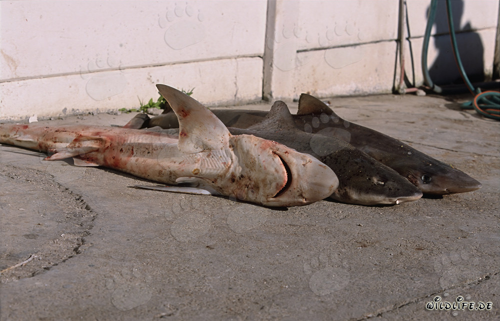 Pêche d'ailerons de requin : requin-taupe et requin des gullies tachetés menacés