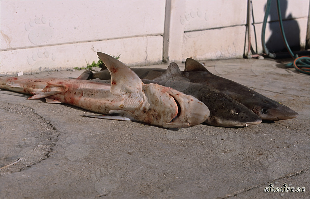 Tala de aletas de tiburón: tiburón hocicón y tiburones de los gullys manchados en peligro
